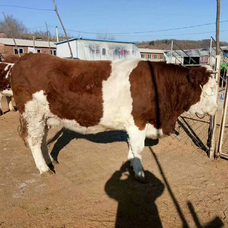 这是根据重量的参考价格,具体的价格还要看每头牛的花片怎么样,体型