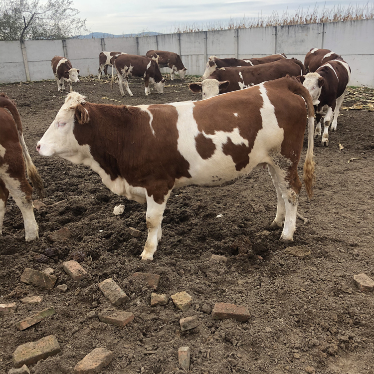 许昌西门塔尔四代母牛价钱