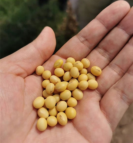 批发精选大豆种子郑1307大豆种子采用双层包衣覆膜技术不可食用