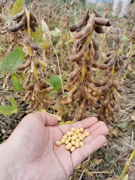 廠家出售鄭1307大豆種子雙層包衣覆膜技術數量有限快來購買吧