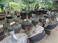 陇南花卉苗圃价值评估和房屋估价