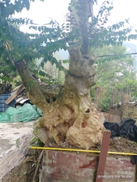 绵阳市花卉树木评估公司损失评估