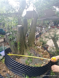 眉山市花卉树木评估公司价格评估