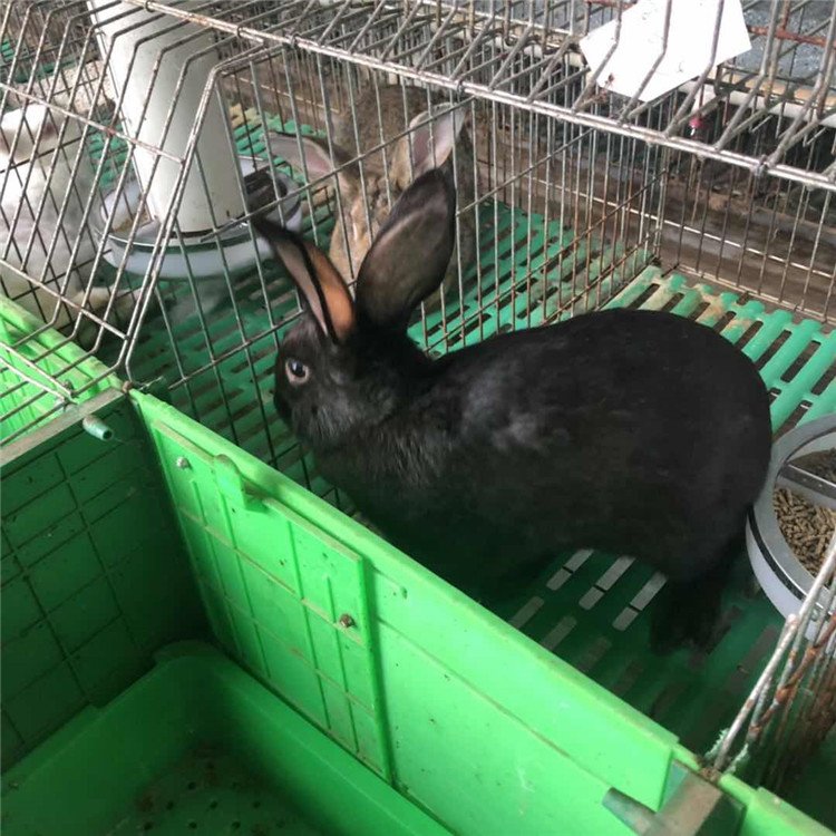 纯黑色兔子养殖场 莲山黑兔养殖厂家