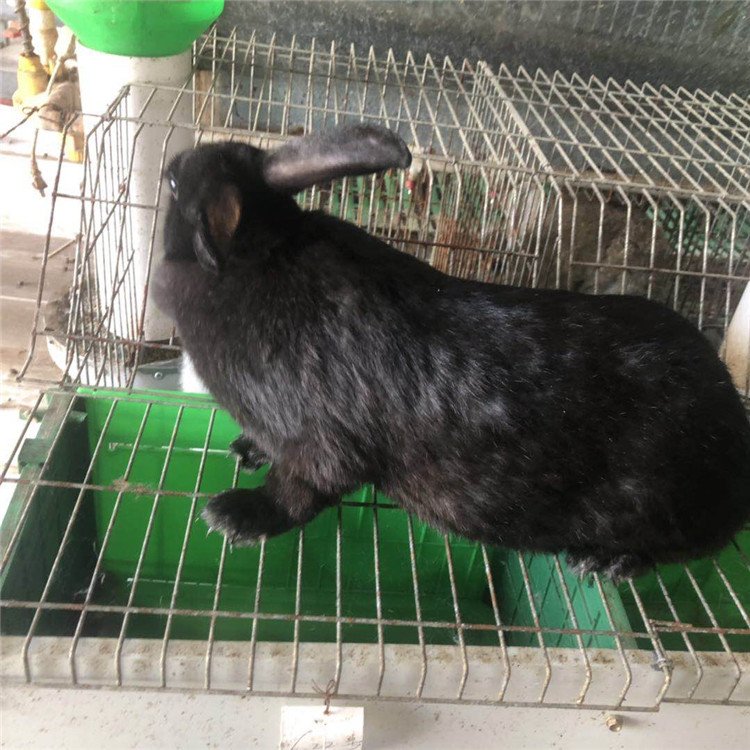 纯黑色兔子养殖场 莲山黑兔养殖厂家