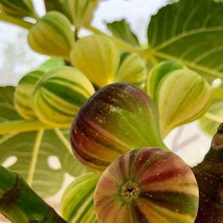 布兰瑞克无花果苗当年结果 青皮无花果苗市场价格 一站购齐