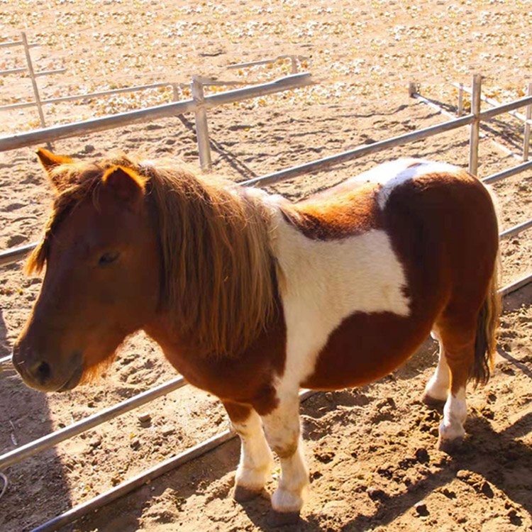 盛启养殖脱温设特兰矮马景区观赏成年纯血易于管理