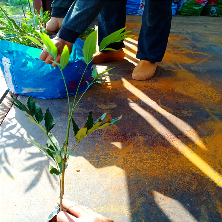 福建基地供应十大功劳苗小叶十大功劳盆栽批发阔叶十大功劳袋苗价格路