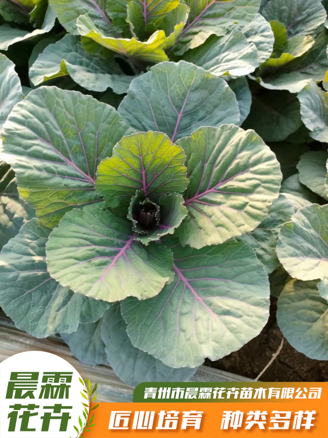 羽衣甘蓝小苗保质保量羽衣甘蓝小苗好养易活