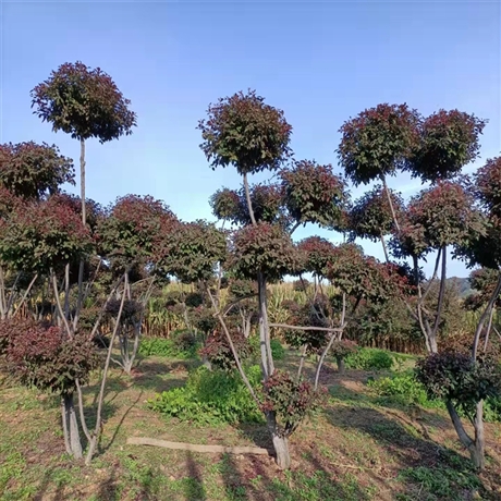 丹東花瓶造型樹紫葉稠李小苗景觀園林苗木