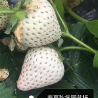新品种奶油草莓苗 盆栽四季草莓苗 现挖现卖适合南北方种植