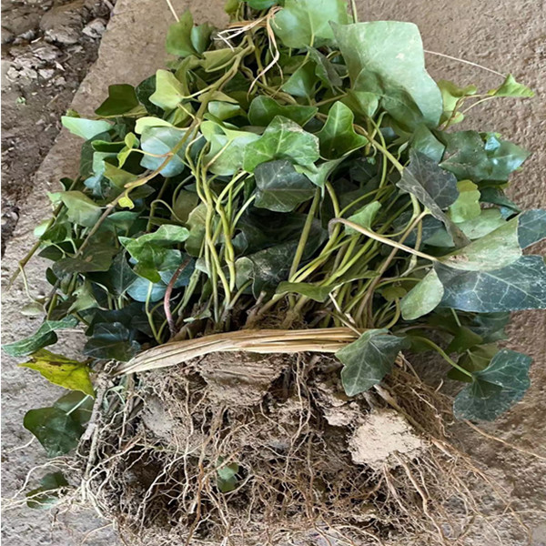 供应攀爬植物常青藤 常青藤苗量大质优