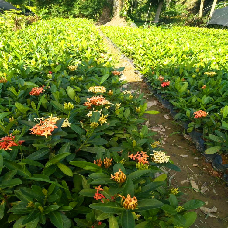 地被公园绿篱苗大叶龙船花袋苗 龙船花批发基地 植株根系发达