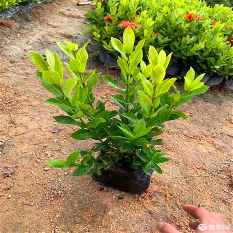 地被公园绿篱苗大叶龙船花袋苗 龙船花批发基地 植株根系发达