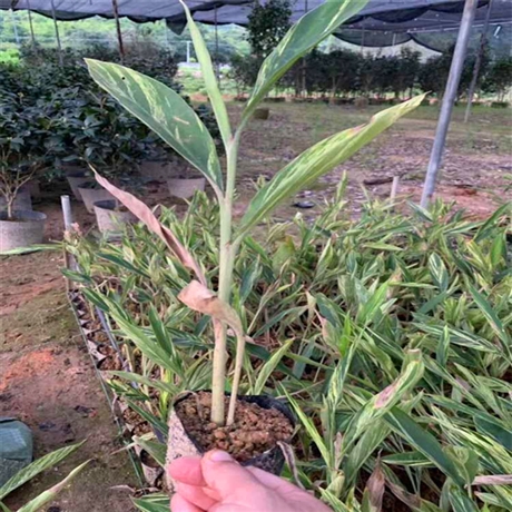 重庆景森批发出售韭兰苗韭兰小苗价格预留电话及时反馈