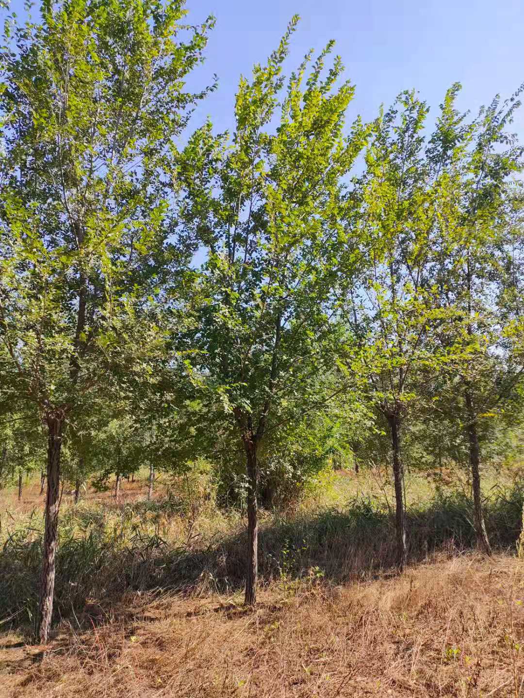 河南13公分白榆树基地