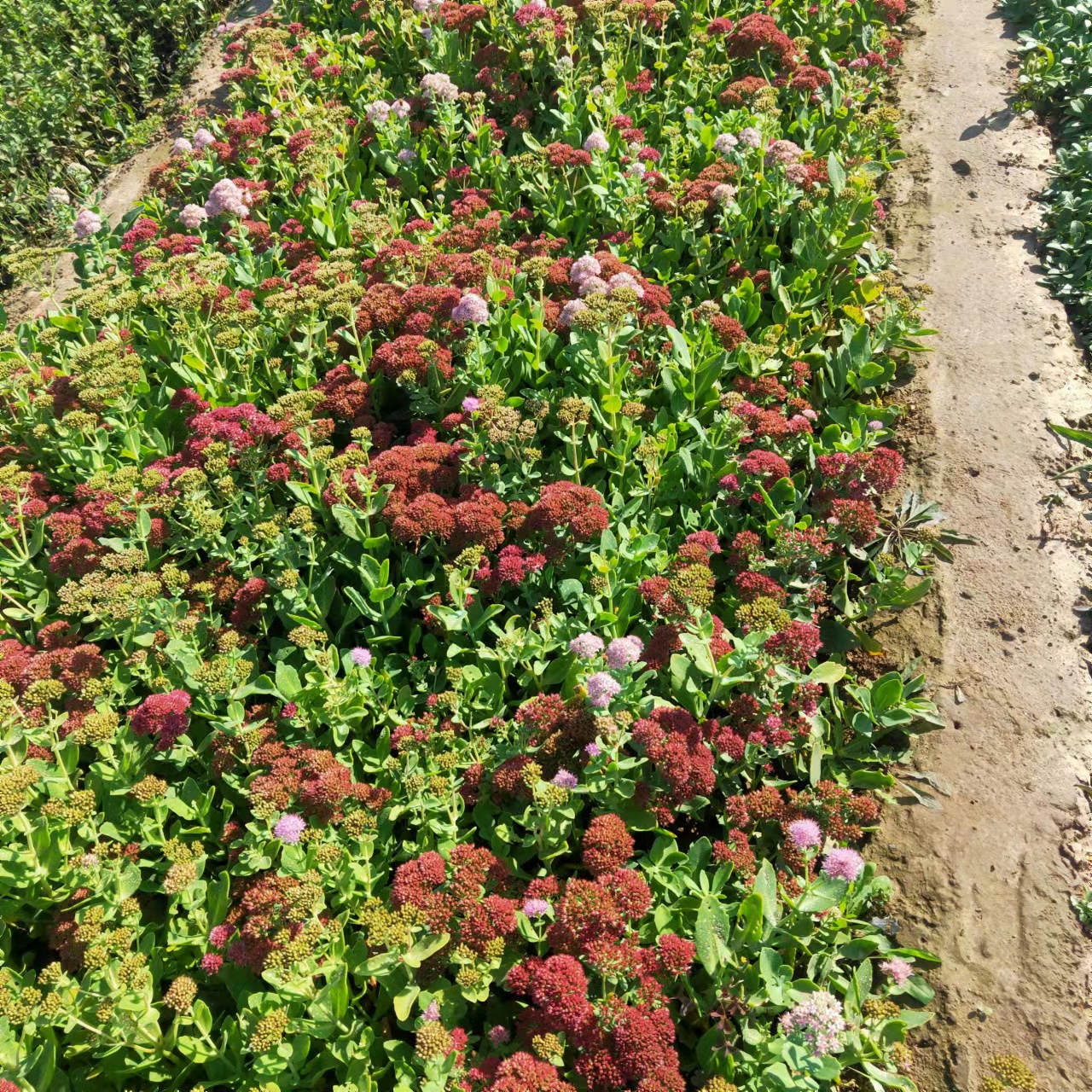 八宝华丽景天花期710月喜强光和干燥草本植物