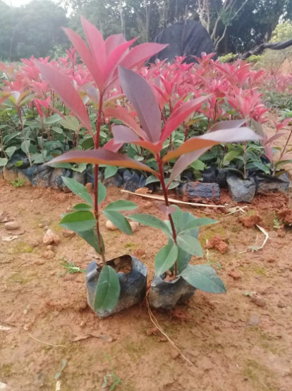 绿化苗木红叶石楠小苗山东批发红叶石楠基地