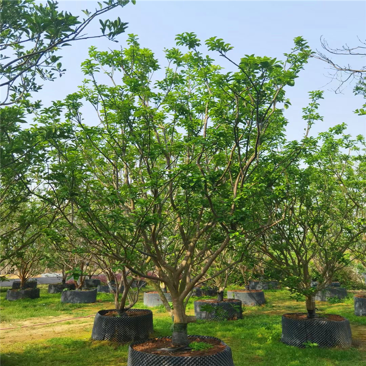 基地樹木果樹供應常綠喬木香泡樹精品香泡樹價格效果好信藝苗木有貨