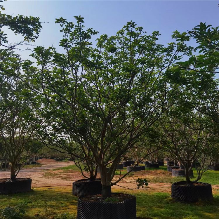 香泡樹苗圃供應香泡樹叢生香泡樹價格福建信藝苗圃提供