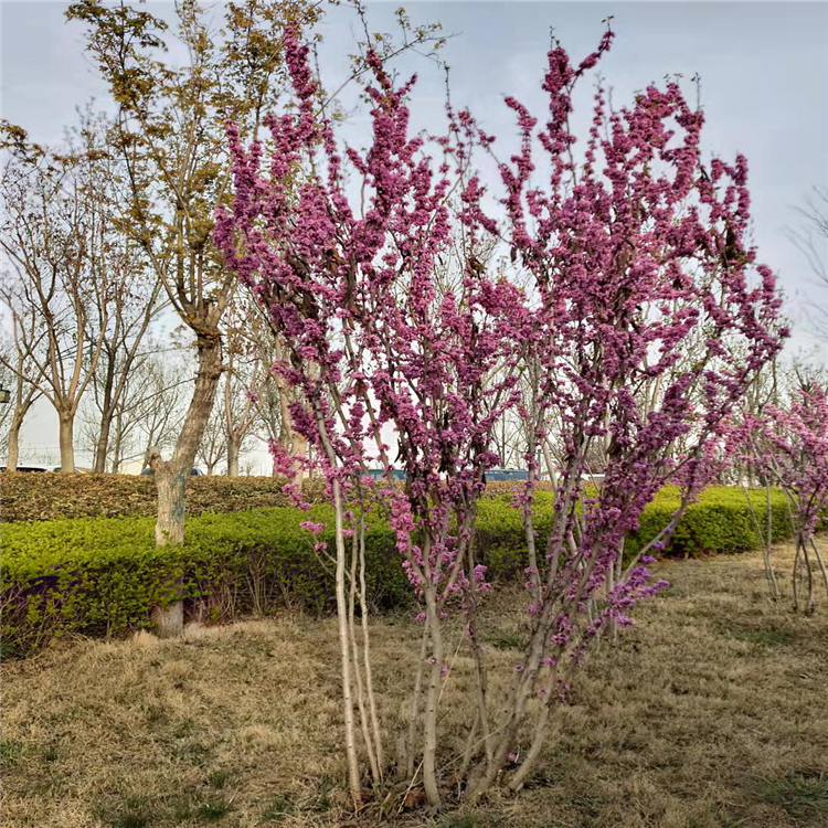 工程綠化紫荊樹景觀紅花紫荊分支高度叢生zj85主要價值