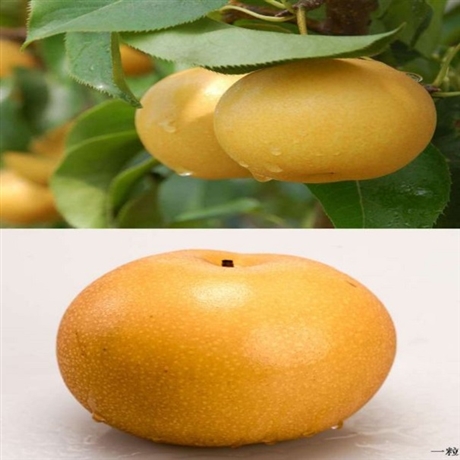 基地直供梨树甜品种韩国蜜梨批发价出售