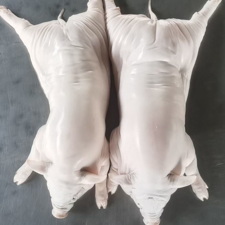 广东乳猪屠宰厂配送新鲜乳猪鲜冻