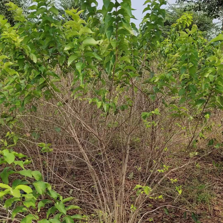 丛生金银木150-180公分冠幅货源充足分支多 树形好