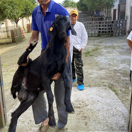 努比亚黑山羊和白山羊杂交黑山羊