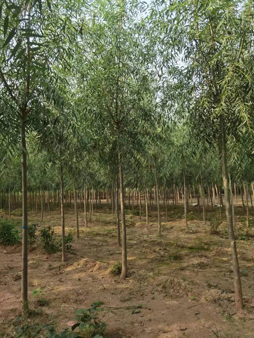 如月苗木花卉速生柳旱柳