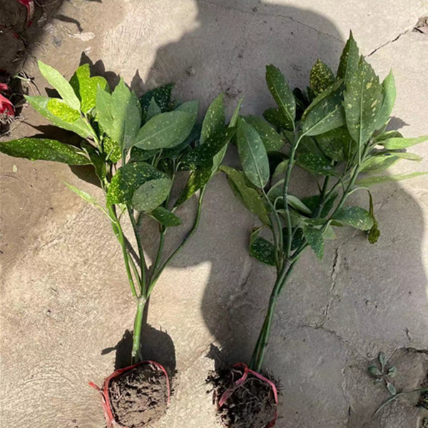 洒金珊瑚苗自产自销洒金珊瑚小苗价格报价