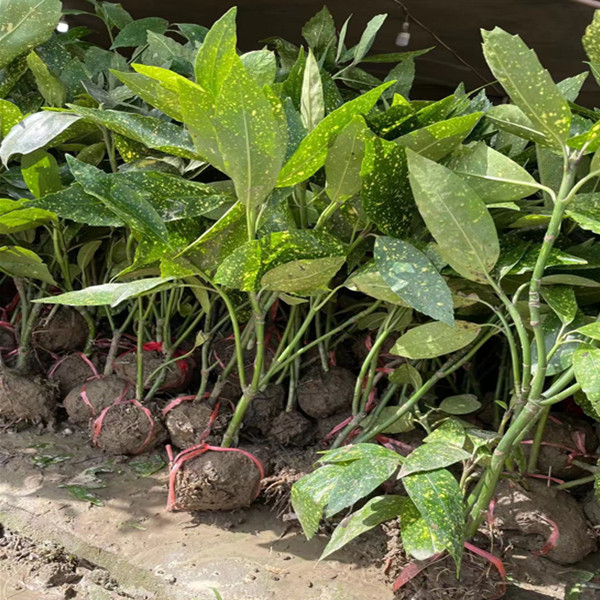 洒金珊瑚苗自产自销洒金珊瑚小苗价格报价