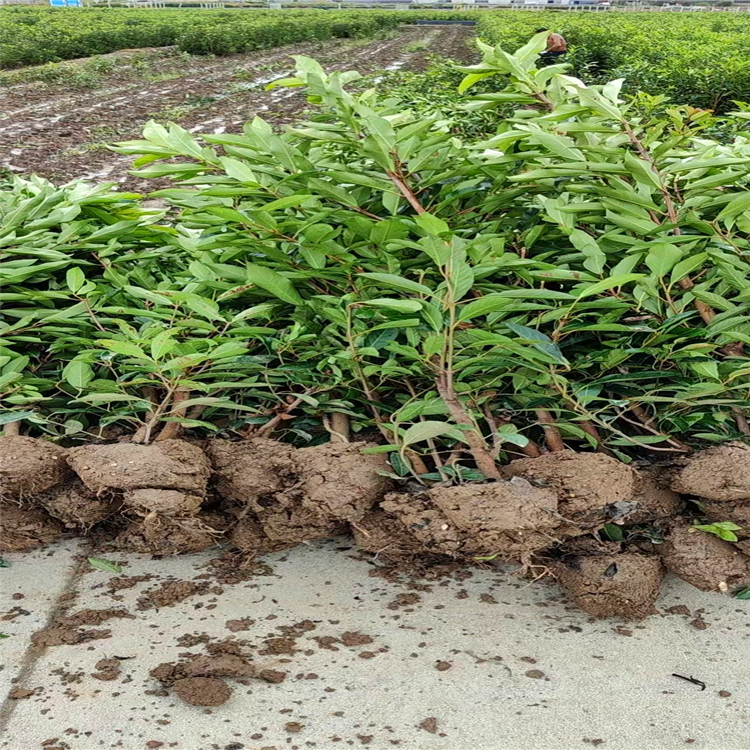 1.5米高精品法青 法青树苗价格 河南鄢陵基地大量批发