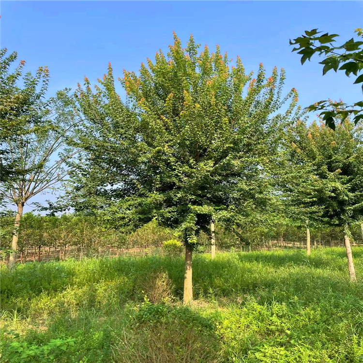 三角枫515公分三角枫批发三角枫行道树河南基地出售