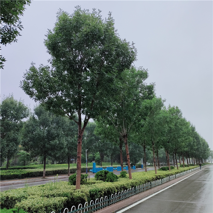 城市行道白蜡树20公分白蜡基地全程指导种植