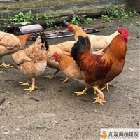 昆明盘龙桂香鸡苗家禽批发价