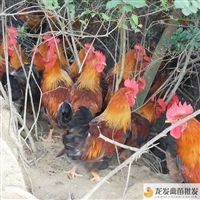 铜仁沿河黑肉麻鸡苗孵化厂家批发