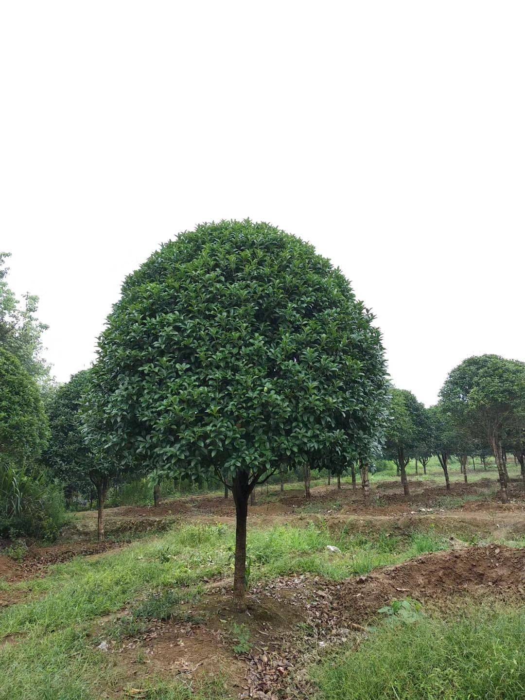 如何栽种桂花树(如何栽种桂花树苗)