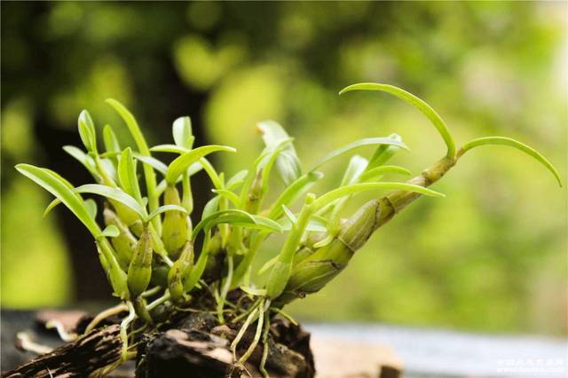 石斛的由来很多的人都不知道你必须知道的