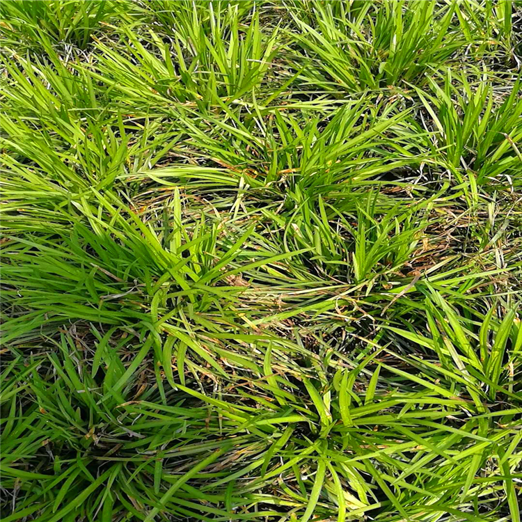 福建苗场供应玉龙草 细叶麦冬草苗 欢迎来电咨询