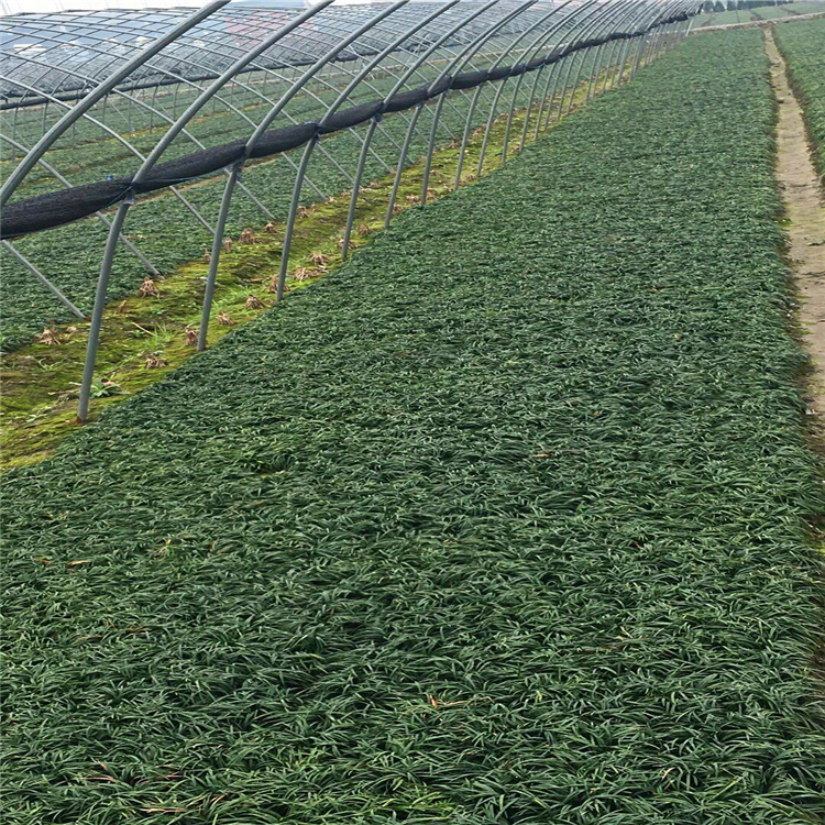 廣西綠植花卉玉龍草觀葉植物矮麥冬室內外花卉綠植