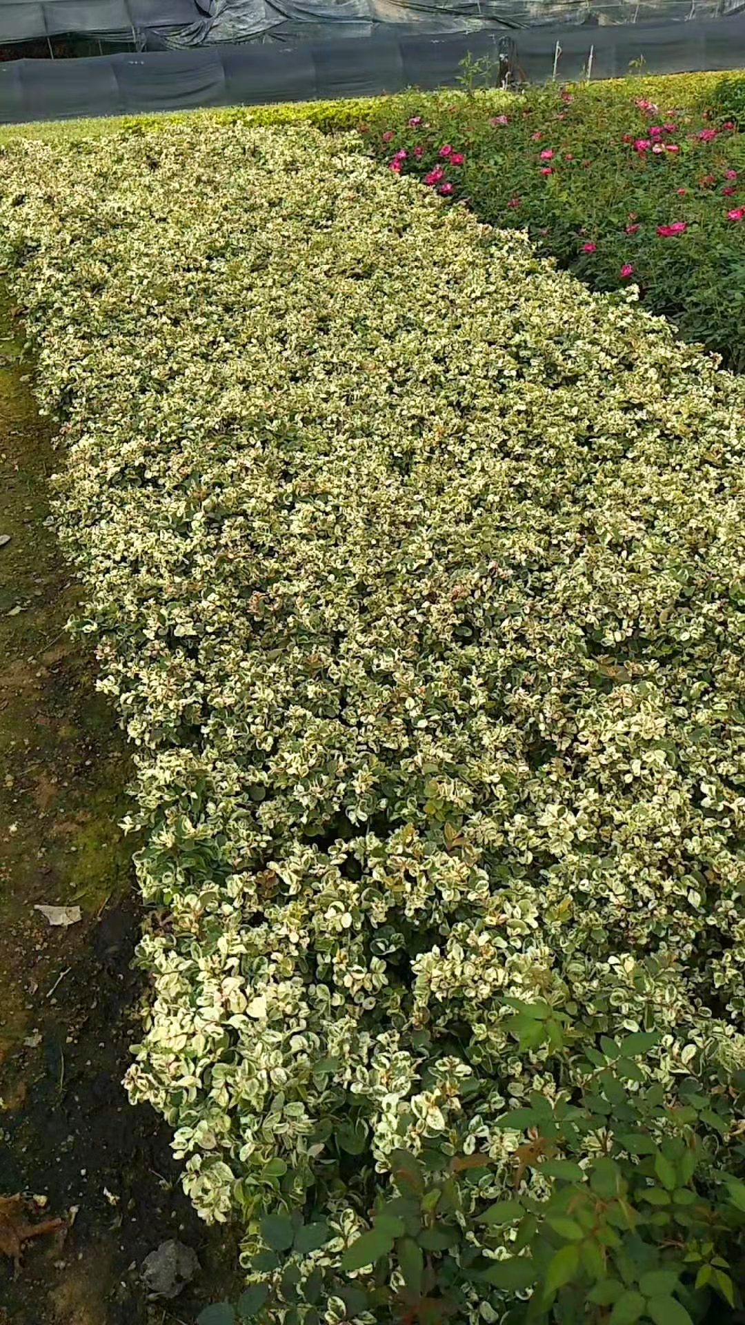 福建批發雪花木雪花木小苗雪花木袋苗灌木園林綠化苗雪花木