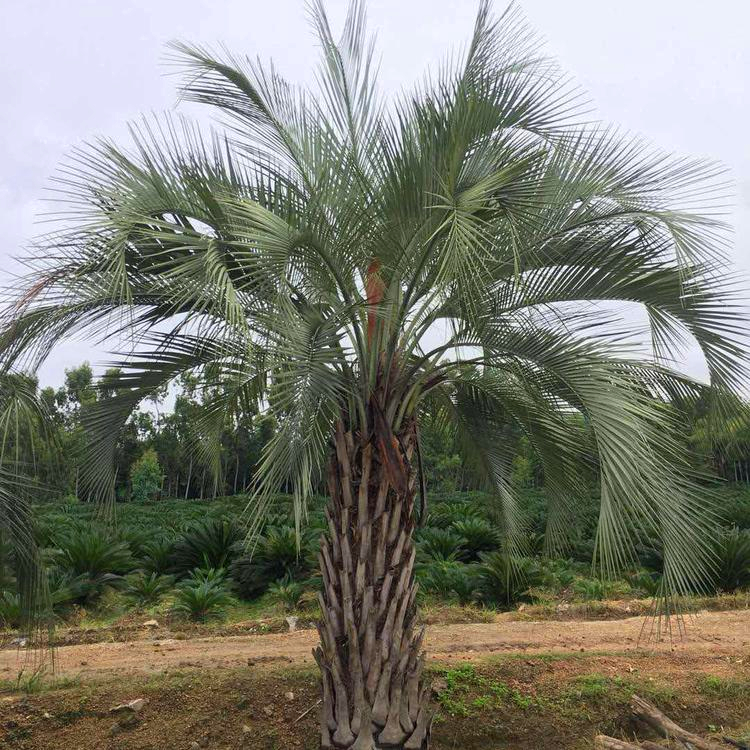 常绿乔木棕榈科精品布迪椰子树报价 布迪椰子地栽苗 固土灌木