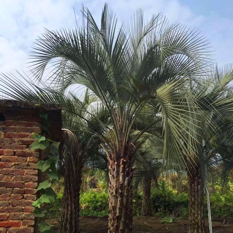 園林綠化基地綠化布迪椰子棕櫚樹布迪椰子地栽苗此信息長期有效