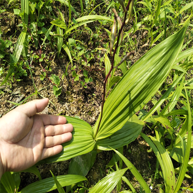 福建泉州金門竹節參天麻的作用功效重樓黃精栽培方法地苦膽白芨栽培