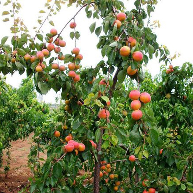 杏树是乔木,高5-8(12)米;树冠圆形,扁圆形或长圆形;树皮灰褐色,纵裂