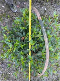 巴西野牡丹价格 成都巴西野牡丹种植基地 花境植物批发 