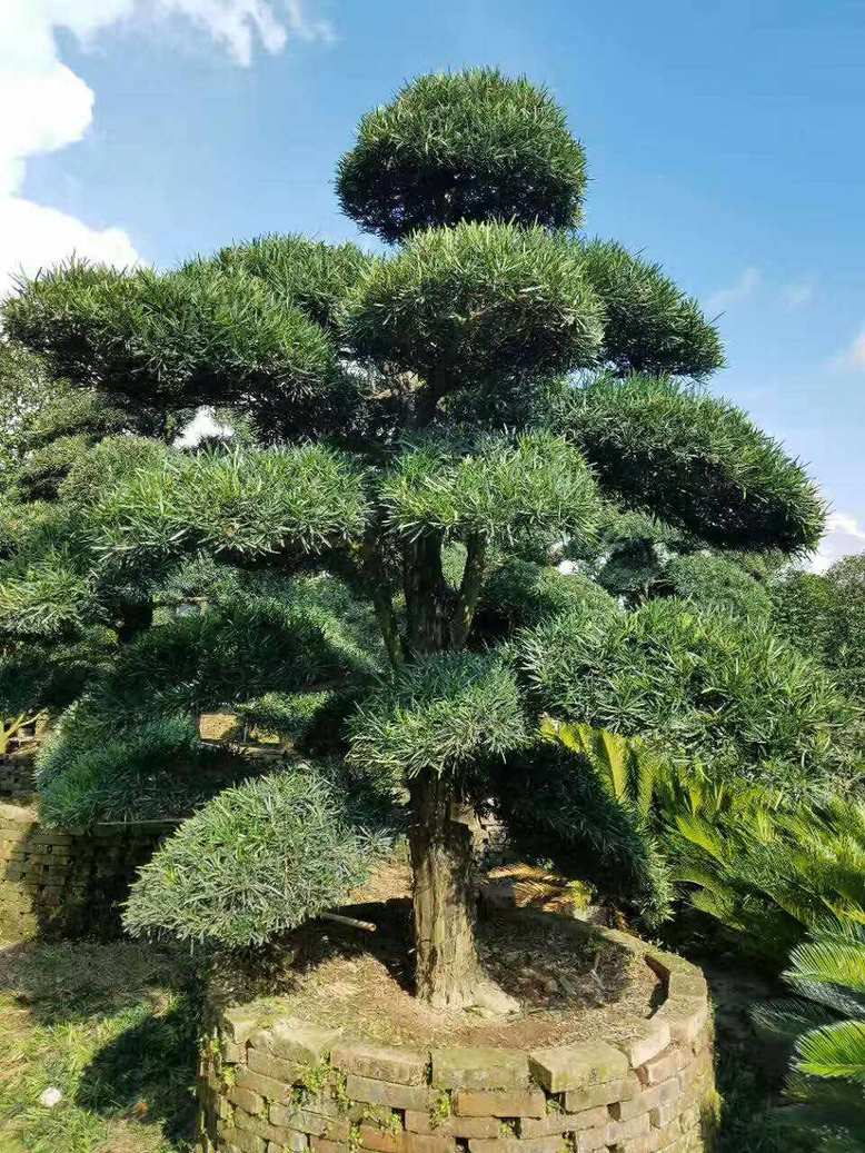 贵州造型罗汉松价格精品造型罗汉松造型罗汉松基地批发