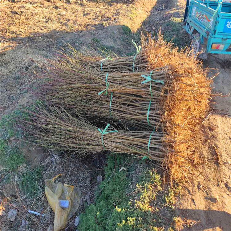 中熟桃树苗 北京14号桃树苗个大浓甜 水蜜桃树苗批发 桃苗基地