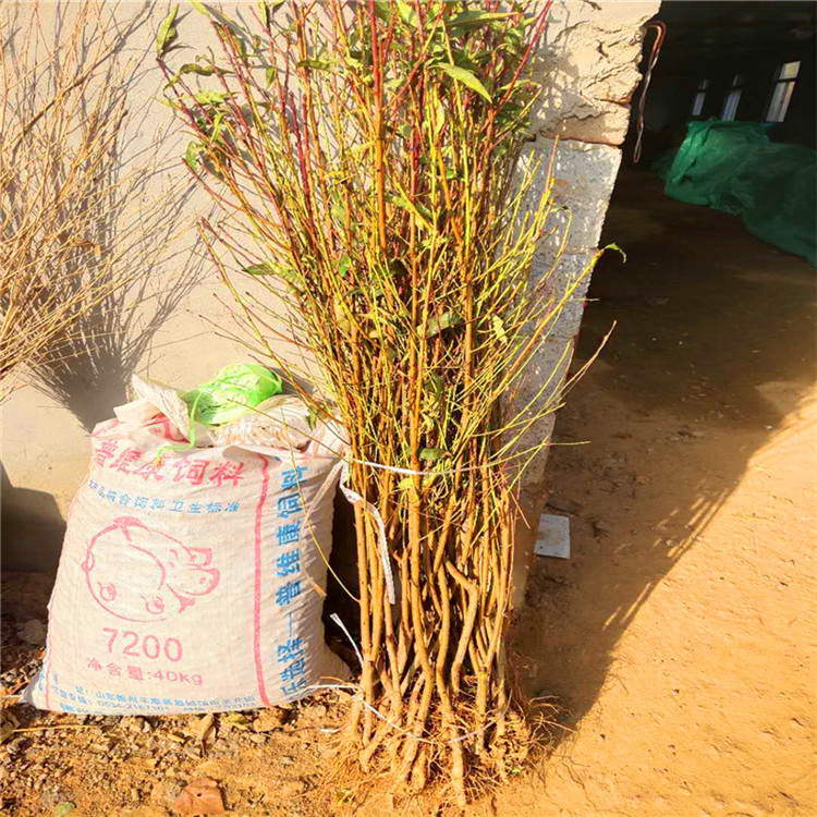 蟠桃树苗 嫁接中蟠11桃苗结果快 中蟠19桃树苗个大丰产 桃苗基地